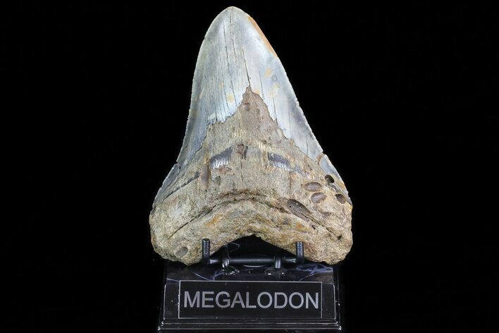 Huge, Fossil Megalodon Tooth - North Carolina #75521